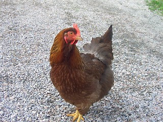 Image showing Chicken