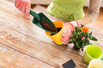 Image showing close up of woman hands planting roses in pot