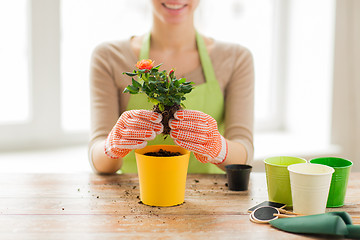 Image showing close up of woman hands planting roses in pot