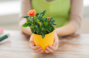 Image showing close up of woman hands holding roses bush in pot