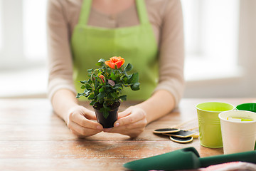 Image showing close up of woman hands holding roses bush in pot