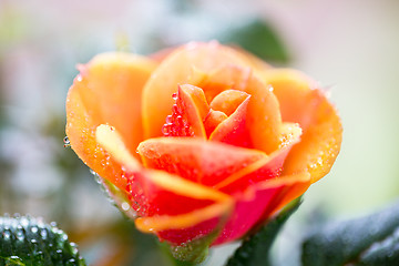 Image showing close up of rose flower