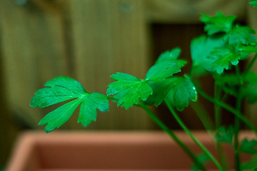 Image showing Italian parsley in planter