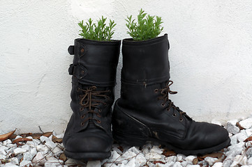 Image showing old army boot filled with lavender