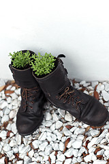 Image showing old army boot planters with lavender