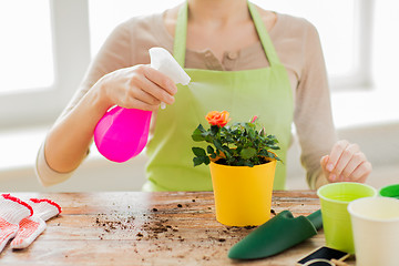 Image showing close up of woman hands spraying roses in pot