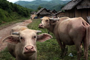 Image showing ASIA SOUTHEASTASIA LAOS VANG VIENG LUANG PRABANG