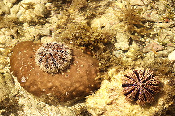 Image showing Coral and alive unchins