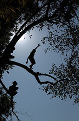 Image showing ASIA SOUTHEASTASIA LAOS LUANG PRABANG