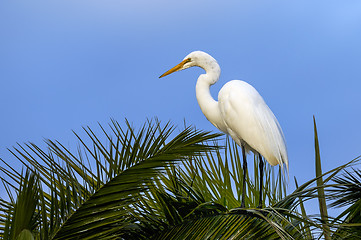 Image showing ardea alba, great egret