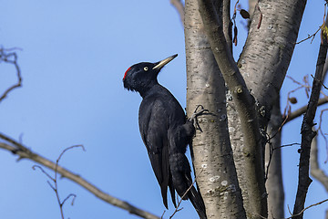 Image showing black woodpecker, dryocopus martius