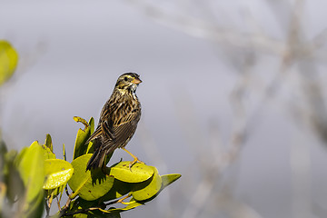 Image showing savannah sparrow, passerculus sandwichensis