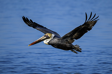 Image showing brown pelican, pelecanus occidentalis