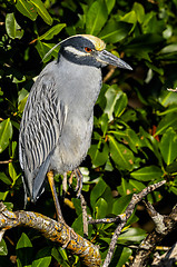 Image showing nycticorax violaceus, yellow-crowned night heron