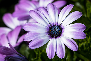 Image showing osteospermum