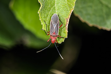 Image showing cotton stainer, dysdercus saturellus