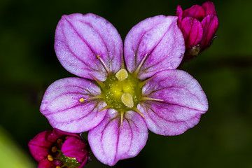 Image showing saxifraga arendsii