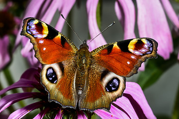 Image showing peacock, inachis io