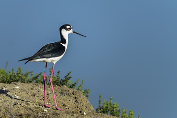 Image showing black-necked stilt, don edwards nwr, ca