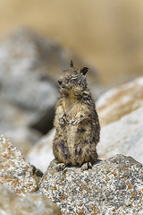 Image showing california ground squirrel, spermophilus beecheyi