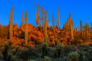 Image showing saguaros at dusk, saguaro national park, az