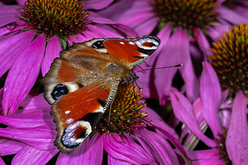 Image showing peacock, inachis io