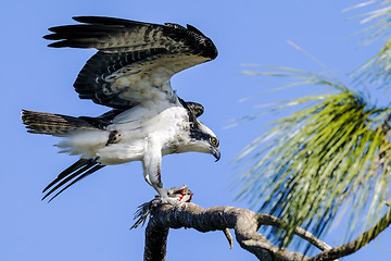 Image showing osprey, pandion haliaetus