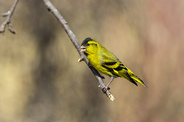 Image showing eurasian siskin, carduelis spinus