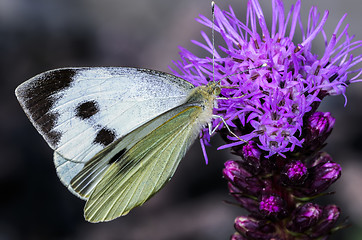 Image showing cabbage white, pieris brassicae