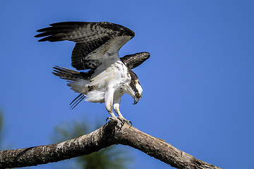 Image showing osprey, pandion haliaetus