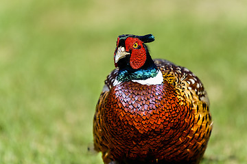 Image showing common pheasant, phasianus colchicus