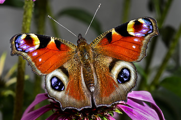 Image showing peacock, inachis io