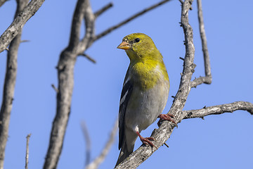 Image showing carduelis tristis, american goldfinch