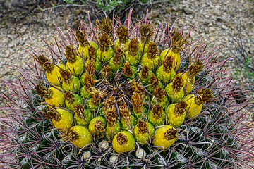 Image showing fishhook barrel cactus, saguaro national park, az