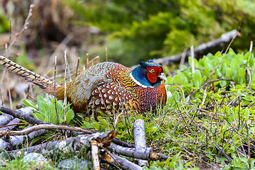 Image showing common pheasant, phasianus colchicus