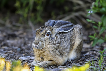 Image showing black-tailed jackrabbit, lepus californicus