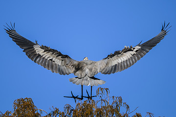 Image showing great blue heron, ardea herodias