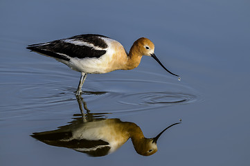 Image showing american avocet, recurvirostra americana