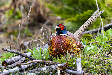 Image showing common pheasant, phasianus colchicus