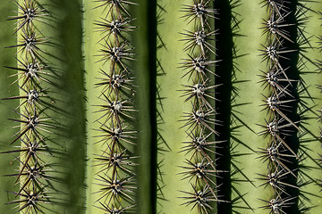 Image showing saguaro spines,  saguaro national park, az