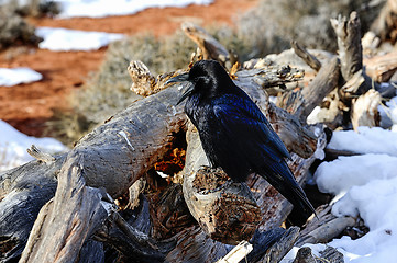 Image showing raven, island in the sky, ut