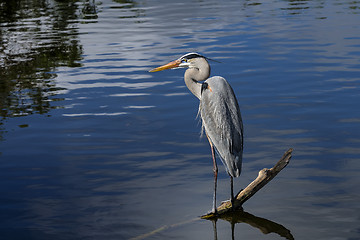 Image showing great blue heron, ardea herodias