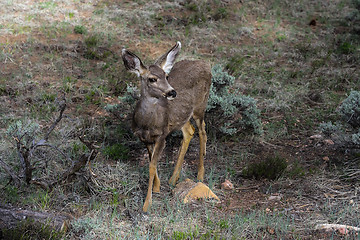 Image showing mule deer, az