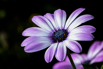 Image showing osteospermum