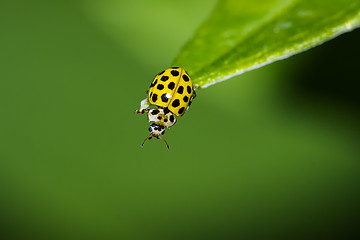 Image showing 22-spot ladybird, psyllobora vigintiduopunctata