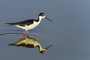 Image showing black-necked stilt, don edwards nwr, ca