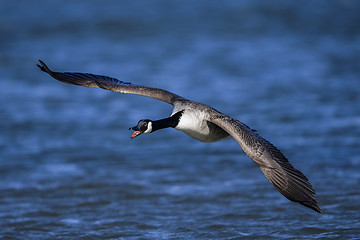 Image showing canada goose, branta canadensis