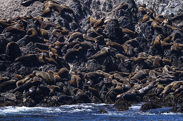 Image showing california sea lion, zalophus californianus