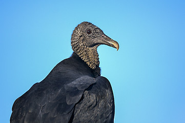 Image showing coragyps atratus, black vulture