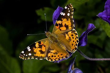 Image showing painted lady, vanessa cardui